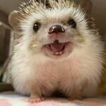 happy_hedgehog.jpg