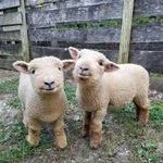 happy_sheeps.jpg