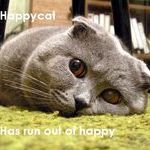 happycat.jpg