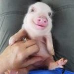happypig.jpg