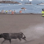 harkapeli.gif