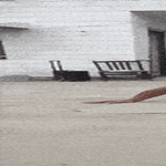 harvalta_onnistuu.gif