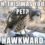 hawkward.jpeg