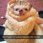 hedgehog_2.jpg
