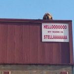 hello_stella.jpg