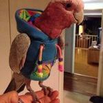hoodieparrot.jpg
