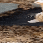 hooohhhoijaaa7.gif