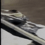 hoppplaaa.gif