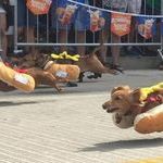 hotdogrun.jpg