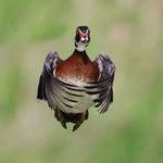 hoverduck.jpg