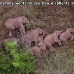 how_elephants_sleep.jpg