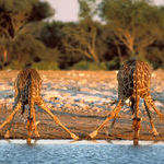 how_giraffes_drink_water.jpg