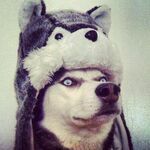huskylauman_johtaja.jpg