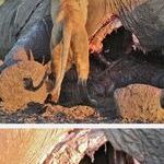 hyena_hides_from_lions_inside_elephant_carcass_unnoticed.jpg