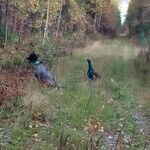 hyvä_metsästyskoira_myynnissä.jpg