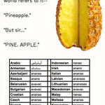i_said_pineapple_and_its_final.jpg