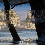 ice_formations_hang_on_trees_at_the_unteres_odertal_national_park_germany.jpg