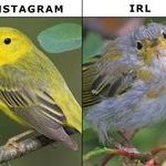 ig_vs_irl2.jpg