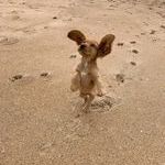 iloinen_koira_rannalla.jpg