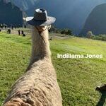 indillama_jones2.jpg