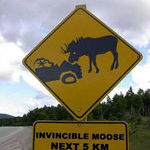 invinciblemoose.jpg