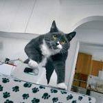 ironing_cat.jpg