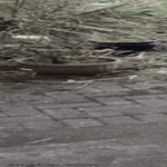 itkun_kans_kotiin.gif