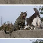 its_mine_now_cat.jpg