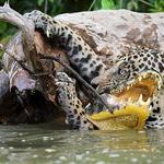 jaguars_lunch__crocodile.jpg