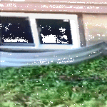 jahmettyi.gif