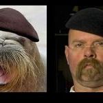 jamiehynemanwalrus.jpg