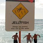 jellyfish_warning.jpg