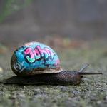 john_the_bastard_snail.jpg