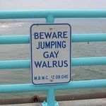 jumping_gay_walrus.jpg