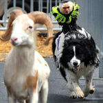 just_a_photo_of_a_monkey_riding_a_dog_chasing_a_goat.jpg