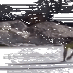 kaasuu_kaasuu.gif