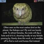 kakapo.jpg
