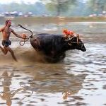 kambala_buffalo_race_india.jpg