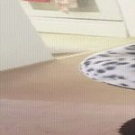 kamu_tuli_viekkuun.gif