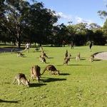 kangaroo_problem.jpg