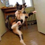 karate_cat.jpg