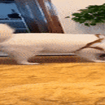 kaveri_tuli_kotiin.gif