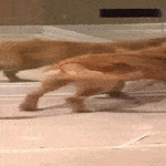 kaverit_loyty.gif