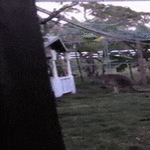 kenguru_treenaa.gif