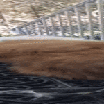 keväisen_pesän_tekoo.gif