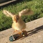 kickflipchick.jpg