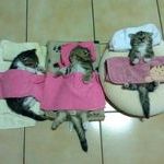 kitten_sleepover.jpg