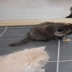 kittens_vs_scary_toy.gif