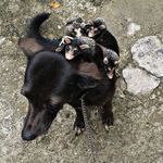 koira_adoptoi_opossumit.jpg