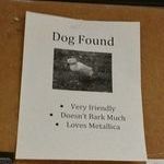 koira_loytyny.jpg